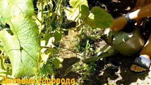 ПОСЛЕ ЭТОЙ ПОДКОРМКИ ВАШИ ОГУРЦЫ НАЧНУТ ПЛОДОНОСИТЬ ЛУЧШЕ! Подкормка огурцов содой