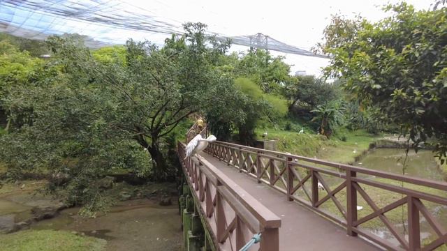 Малайзия 🇲🇾 Птичий парк в Куалa- Лумпур. Цены, впечатления, птички 🦆🦅🦉 смотреть онлайн