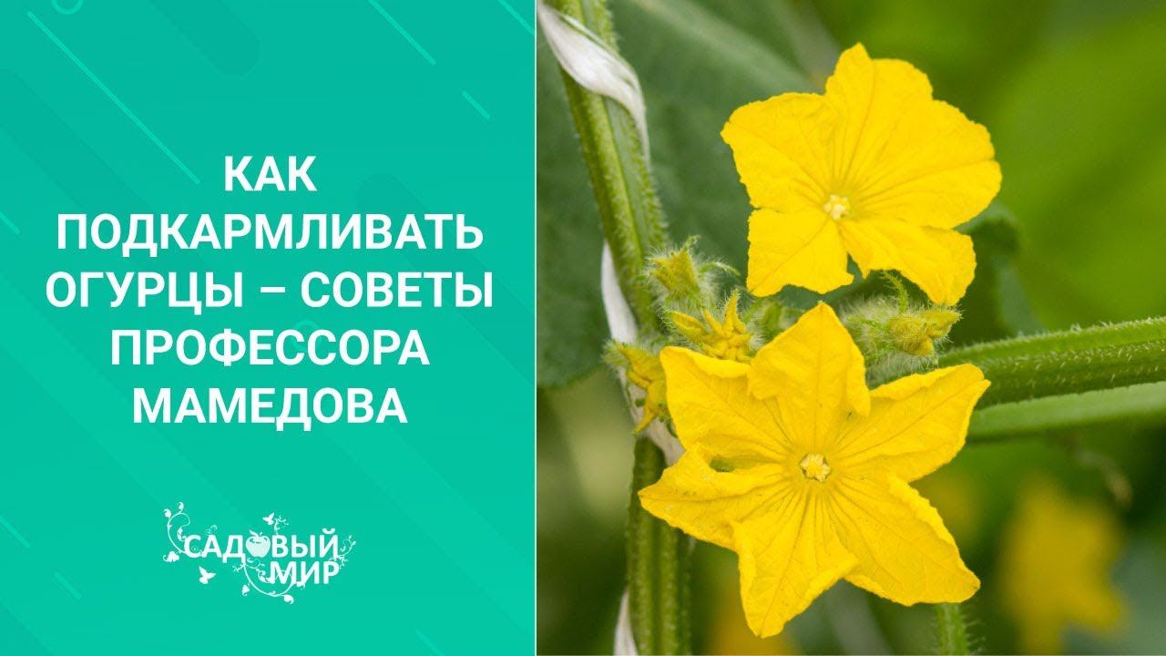Похрустим? От чего зависит вкус огурцов. Чем и как кормить огурцы в теплице и открытом грунте. смотреть онлайн