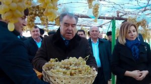 Ангур бог Хочи Неъмат ва Хочи Камол. шаҳри Турсунзода 03.01.2020