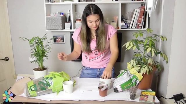 Как пересадить традесканцию