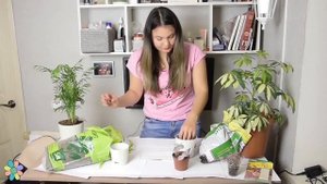 Как пересадить традесканцию