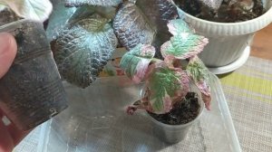 Акварельные эписции.Срочно нужна помощь!