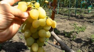 Виноград Маруся (2017)