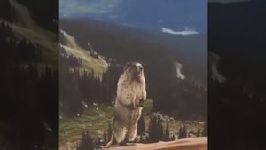 Суслик кричит Степан