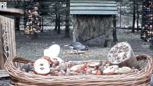 Завтрак готов,но цапля как всегда долго думает#Чехия смотреть онлайн