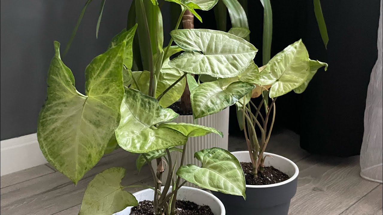 Пересадка сингониума #домашниерастения #plants #уходзарастениями #пересадкасингониума #сингониум