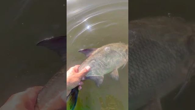 крупный лещь #Темиртау #ловля леща смотреть онлайн