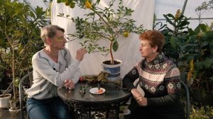 Почему у лимона облетают завязи | Сладкий «лимон»