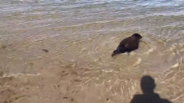 Seal Kseniya released - Jun 08, 2020 - Нерпа Малышка Ксения выпущена на волю смотреть онлайн