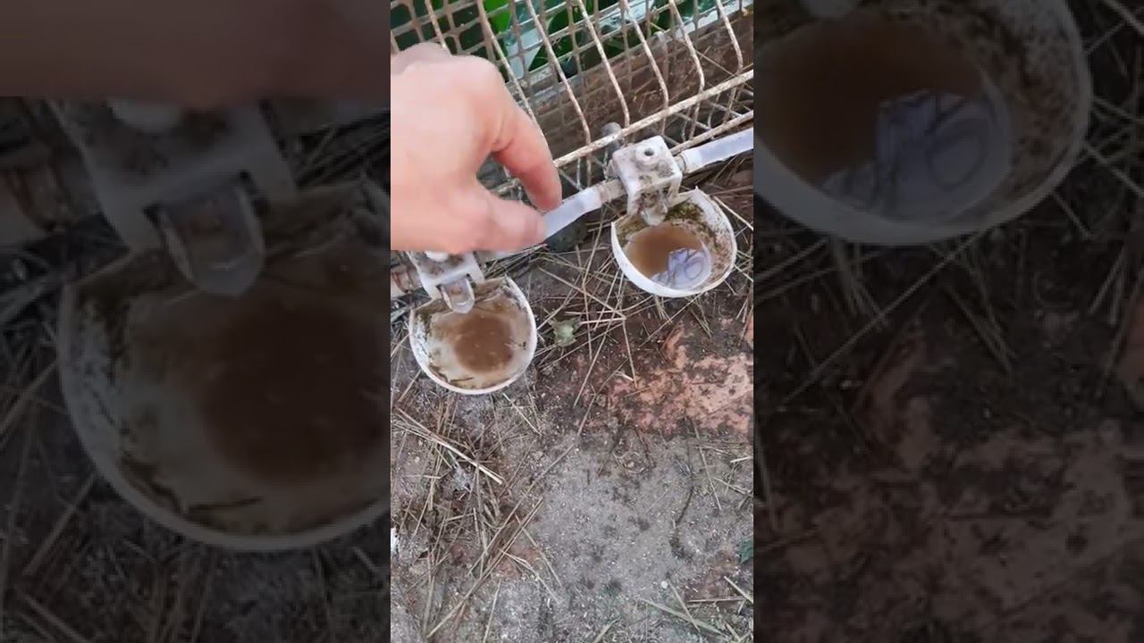 Куры на даче смотреть онлайн