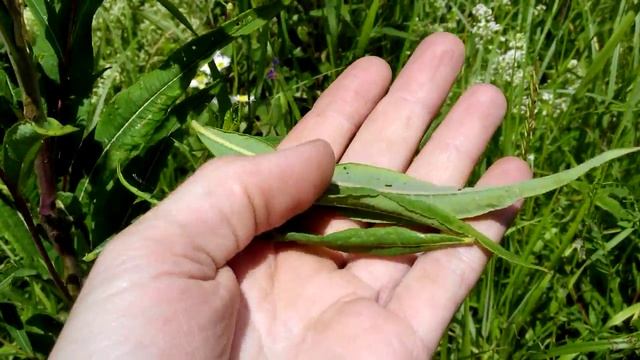 Иван-чай (кипрей) Полезные и лечебные свойства заготовка. смотреть онлайн