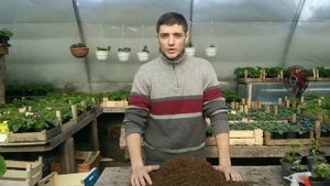 Желтеют Листья у герани - пеларгонии