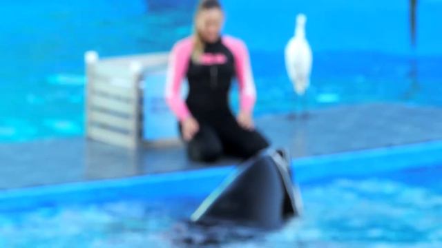 Day twenty five. Seaquarium, Miami. Part three 14oct2013 смотреть онлайн