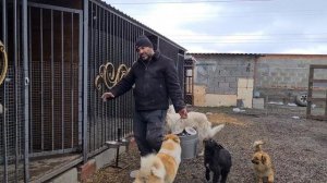 Спасённая собака готовится к стерилизации/Раздача еды