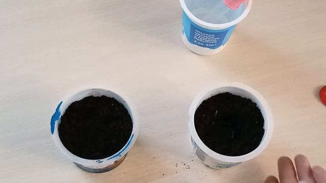 Перец колокольчик-наращиваем корневую систему.м-н ДАЧА г.Каменск-Уральский.18.01.2024 г. смотреть онлайн