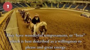 САМЫЕ КРАСИВЫЕ ЛОШАДИ! ТОП 5 САМЫХ НЕВЕРОЯТНО КРАСИВЫХ ПОРОД ЛОШАДЕЙ. Часть 2