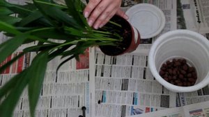 Xризалидокарпус. Пересадка.