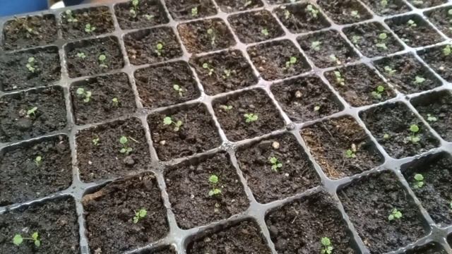 Дела огородные 🌱 Февраль 2023года🌱🌱🌱 смотреть онлайн