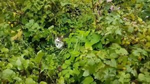 Кот Мурлок путешествует по саду в деревне.