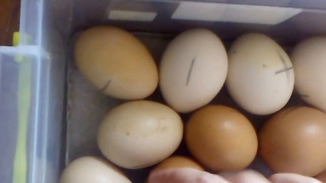 Почему цыплята и перепела не вылупились - брак яиц