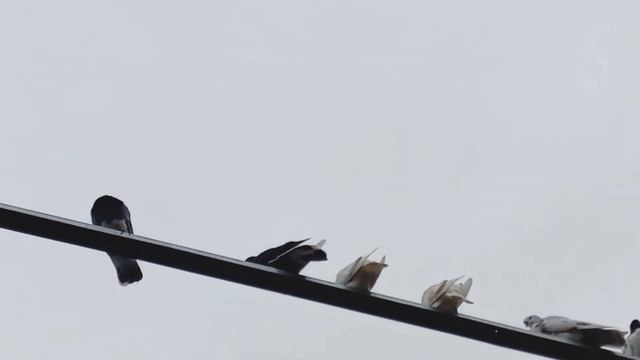 Что делать????? Продолжать гонять или закрывать???? смотреть онлайн