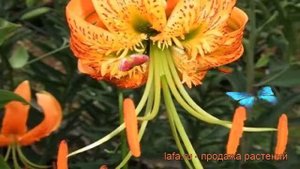 Лилия видовая Генри (lilium) ? видовая лилия Генри обзор: как сажать, луковицы лилии Генри