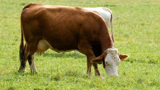 HERBIVORE ANIMAL AND SOUNDS смотреть онлайн