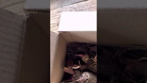 Канна отправляется зимовать в погреб. Готовлю канну  к зиме.