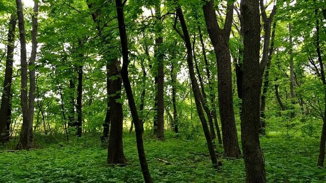 14 мая— День Еремея.Что нельзя делать...