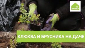 Выращиваем на клюкву и бруснику на даче