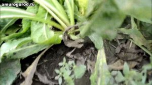 Как вырастить цикорий