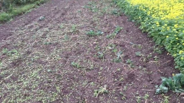 Участок под Чеснок 2022. смотреть онлайн