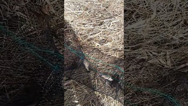 Ловля вьюна весной апрель 2019!!!! смотреть онлайн