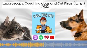 Laparoscopy, Coughing dogs and Cat Fleas (itchy!) | #022