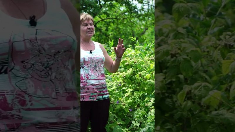 Как я вылечила хлороз на малине ?