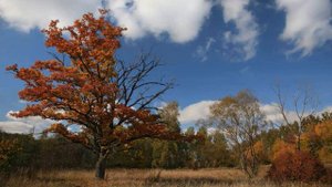 Клен ты мой опавший