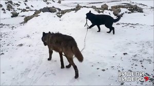 Овчарка - поводырь волков. Видели видео? Фрагмент выпуска от 25.08.2019