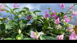 Bougainvillea-Tricolor Variegated