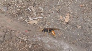 Большой рогохвост