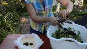 Как сохранить бегонию, анемоны, тигридию и другие