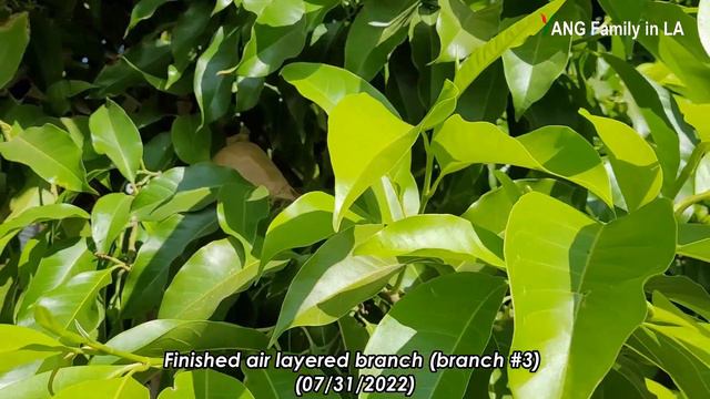 How to Air Layer Michelia Alba (White Chamaca) Step by Step | Magnolia Alba Propagation (白兰空中压条繁殖)