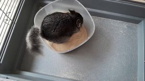 Шиншилла, Шуша.