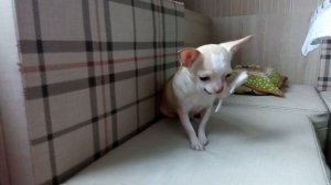 Наша самая маленькая собачка #чихуашка #чихуахуа #домашниеживотные #chihuahualove #chihuahua