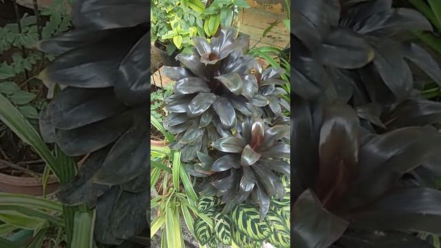 #Ti Plant,Palm Lily,Cabbage Palm 🌴#Cordyline Fruticosa H bonsai brown colour Leafs aka colour Croto