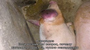 Болезни поросят — симптомы и лечение