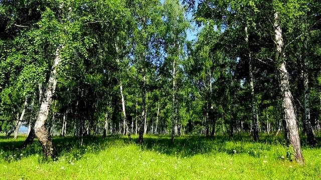 The Sound Of Birds In Late Spring • Birch Forest