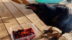 Витаминный бум для Гоши / Дикие вороны нападают!