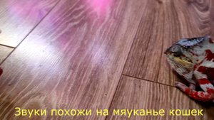 О чём говорят пантеровые хамелеоны?