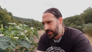 Estramonio y BURUNDANGA. La sustancia que te convierte en ZOMBIE (anula tu voluntad)